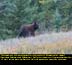 Black Bear